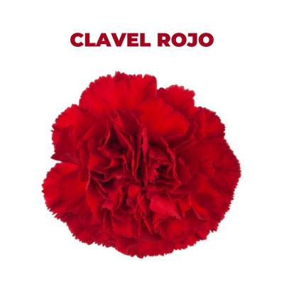 CLAVEL ROJO