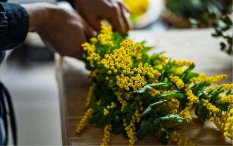 Tiempo de Mimosa