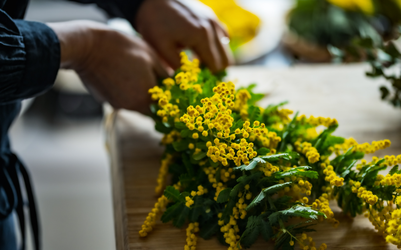 Tiempo de Mimosa