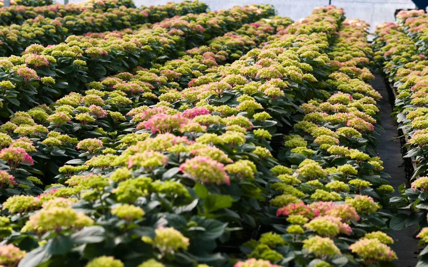 Temporada de hortensias