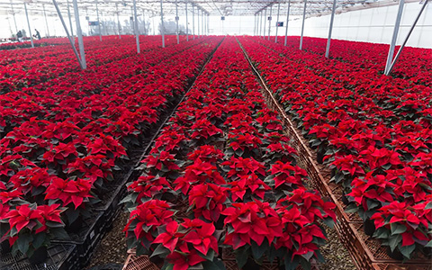 Temporada de poinsettias