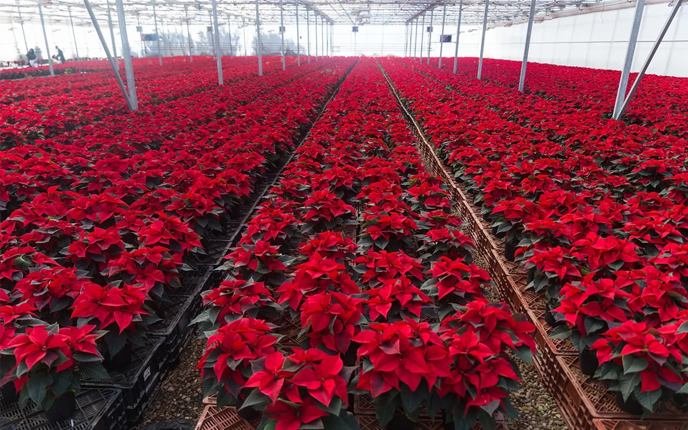 Temporada de poinsettias