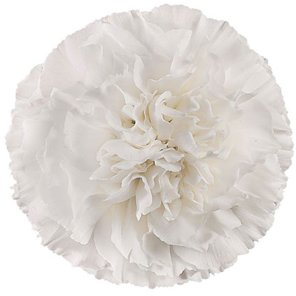 CLAVEL NACIONAL BLANCO