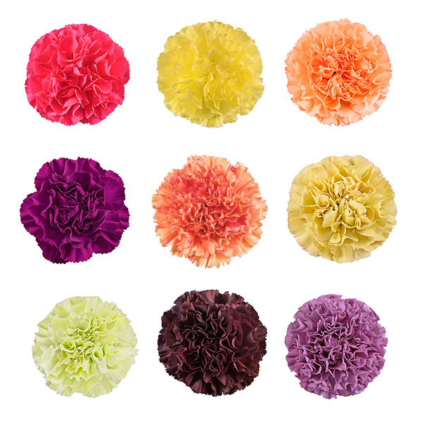 CLAVEL SELECT NOVEDAD