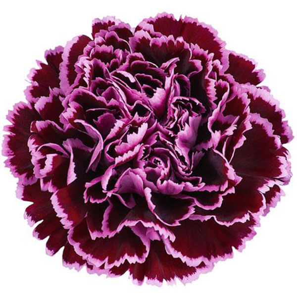 CLAVEL SELECT BURGUNDY