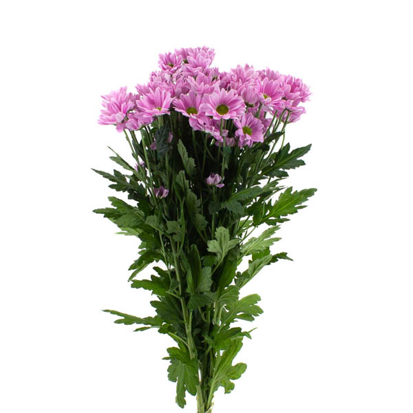 CRISANTEMO NACIONAL ROSA