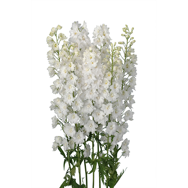 DELPHINIUM BLANCO