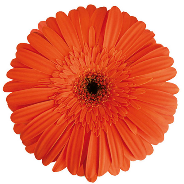 GERBERA NARANJA