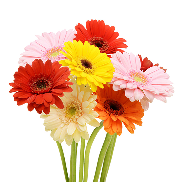 GERBERA MIXTA