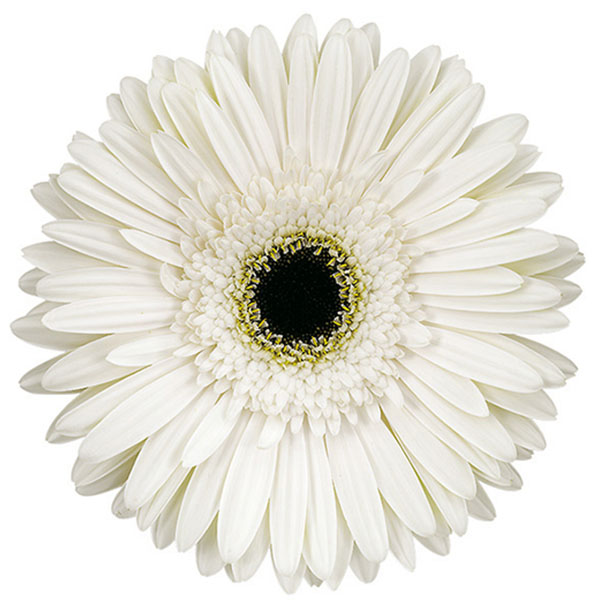 GERBERA BLANCA