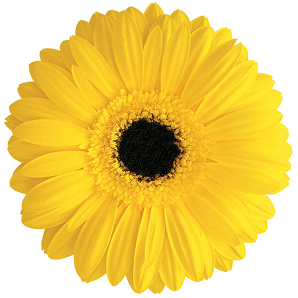GERBERA AMARILLA