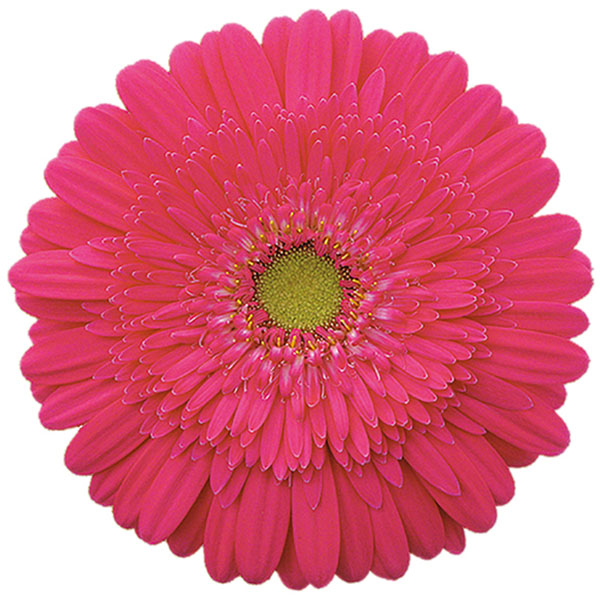 GERBERA FUCSIA