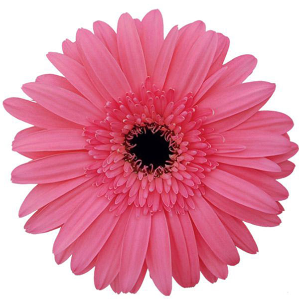 GERBERA ROSA
