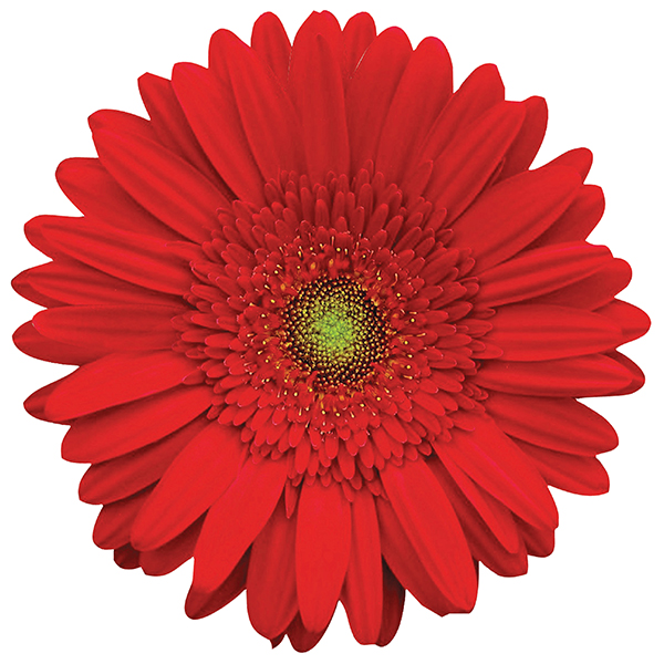 GERBERA ROJA