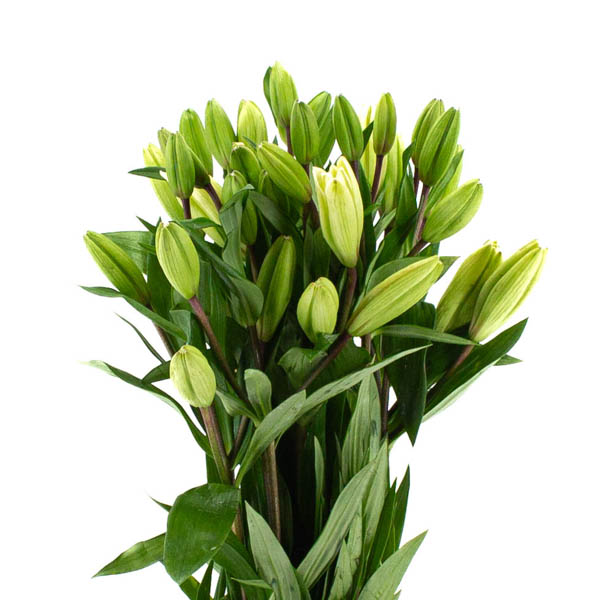 LILIUM HIBRIDO BLANCO