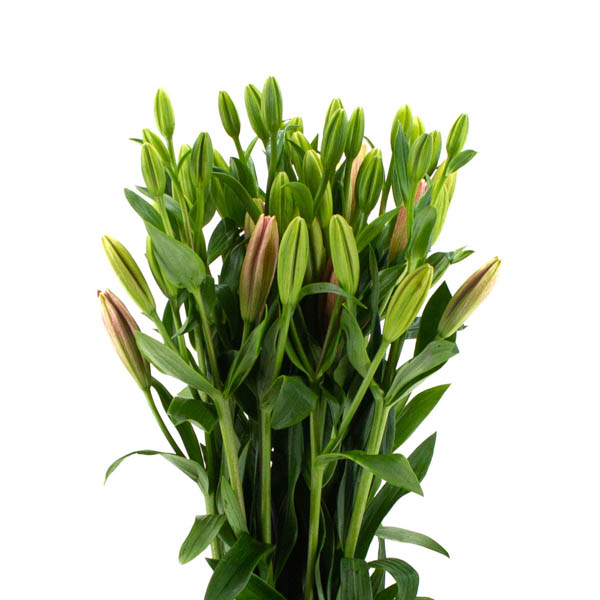 LILIUM HIBRIDO NARANJA