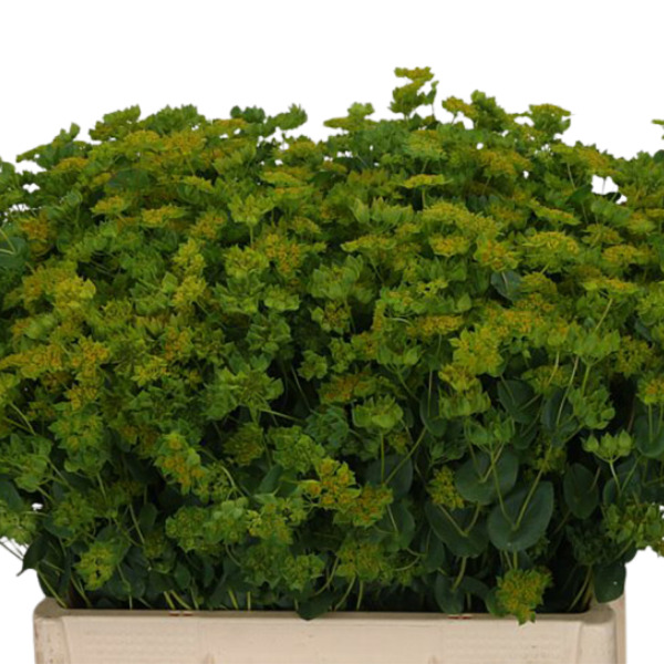 BUPLEURUM GRIFFITHII