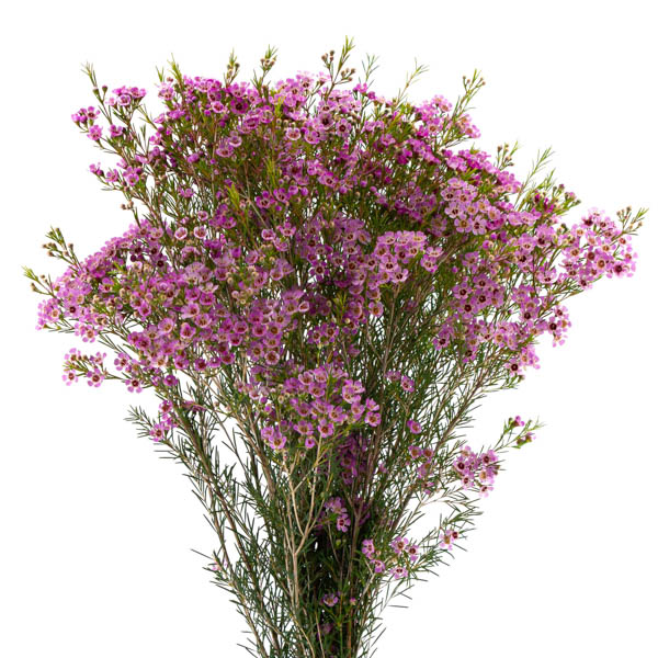 FLOR DE CERA ROSA