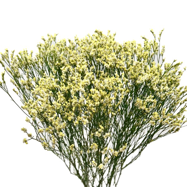 LIMONIUM CHINA YELLOW