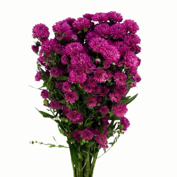 ASTER MONTE CASINO FLASH