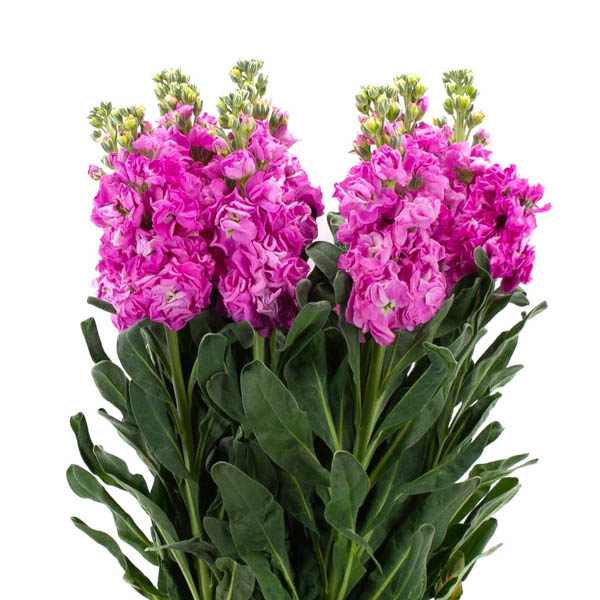 ALHELI AIDA DEEP ROSE