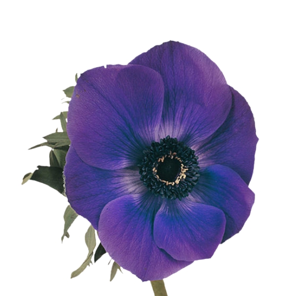 ANEMONA GALIL AZUL IMP