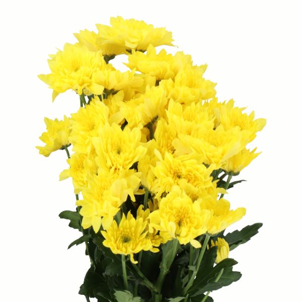 CRISANTEMO PASTELA SUNNY