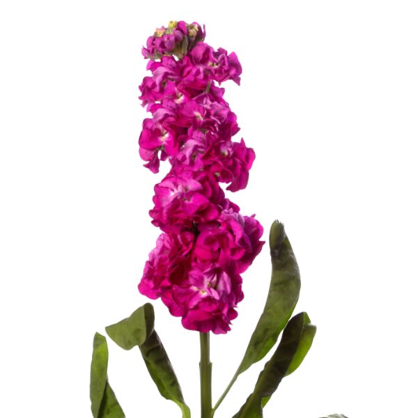 ALHELI STOX DEEP ROSE