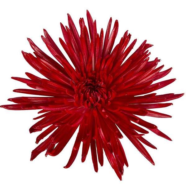 CRISANTEMO ANASTASIA ROJO