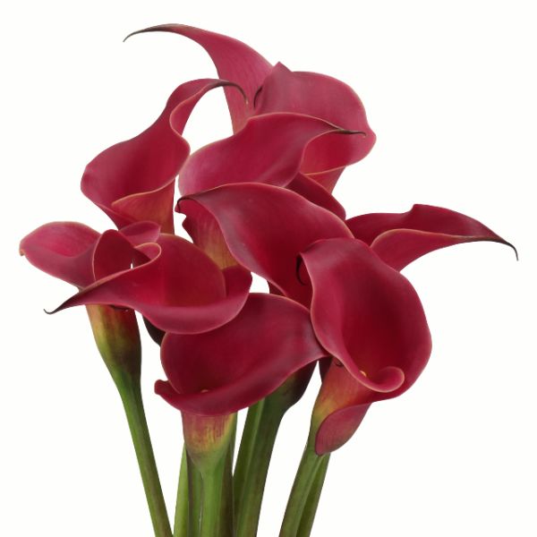 CALLA RED CHARM