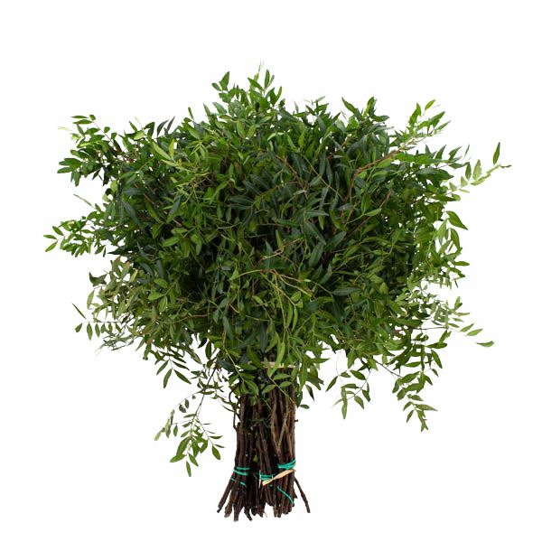 PISTACIA ( PAQUETON)
