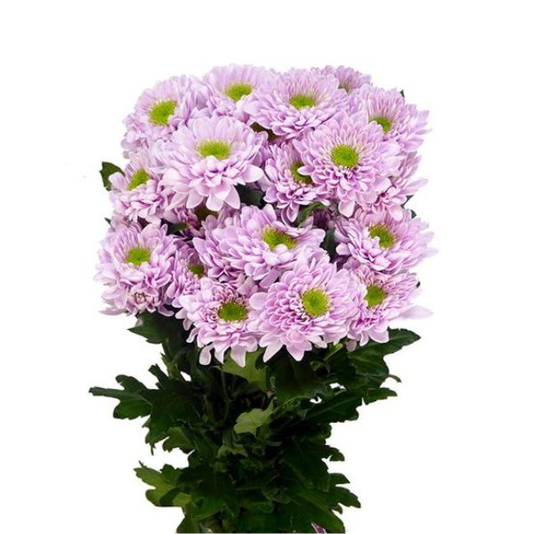 CRISANTEMO COMMANDER ROSA