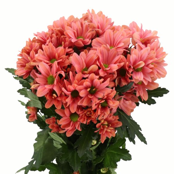 CRISANTEMO SUMMER LOVE