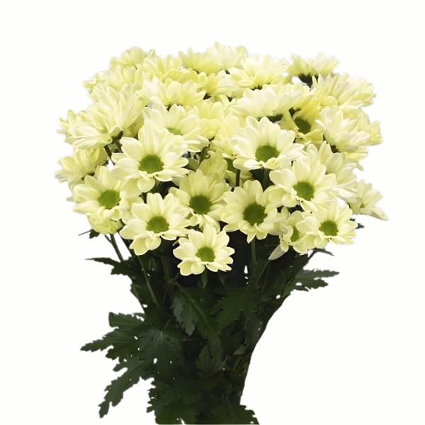 CRISANTEMO KENNEDY CREMA