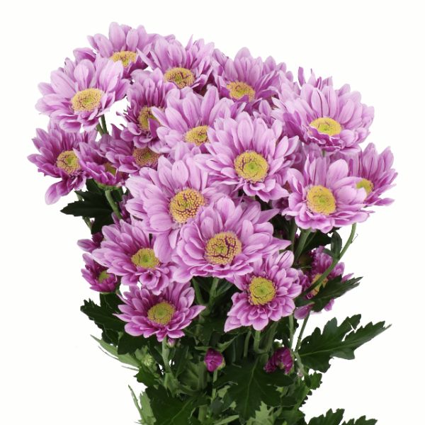 CRISANTEMO SERENITY SWEET