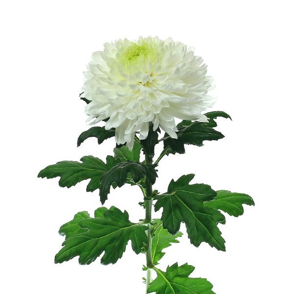 CRISANTEMO MAGNUM BLANCO. 5 UNID