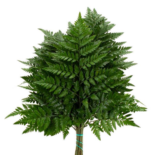 HELECHO EXTRA MAYIKAL AL VACIO