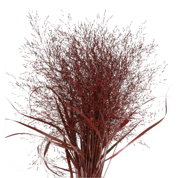 PANICUM TEÑIDO BORDEAUX