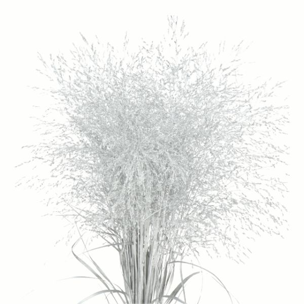 PANICUM TEÑIDO PLATA