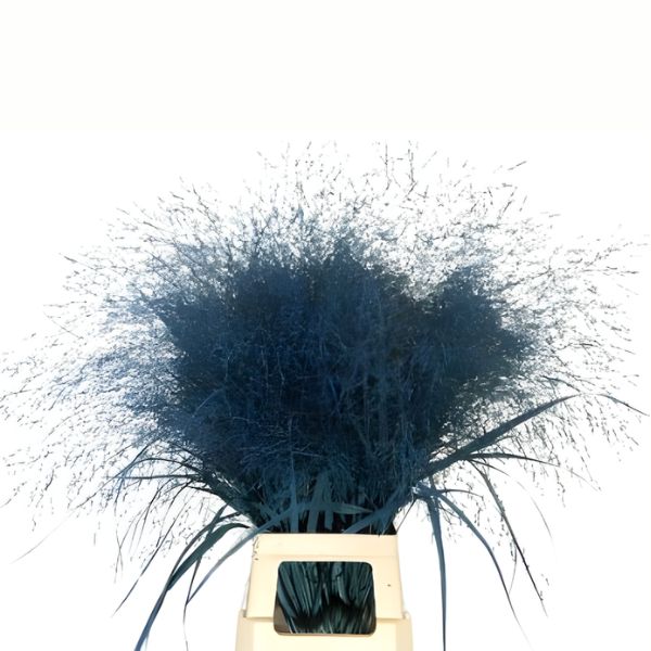 PANICUM TEÑIDO AZUL