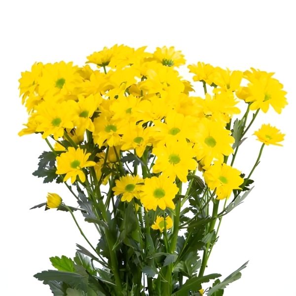 CRISANTEMO COMMANDER AMARILLO