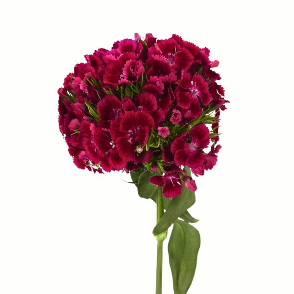 DIANTHUS BARBATUS KIWI DARK RED