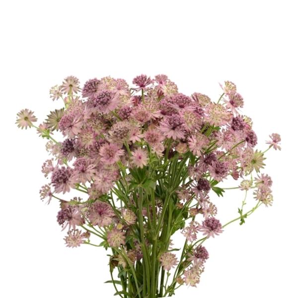 ASTRANTIA MILLION STAR
