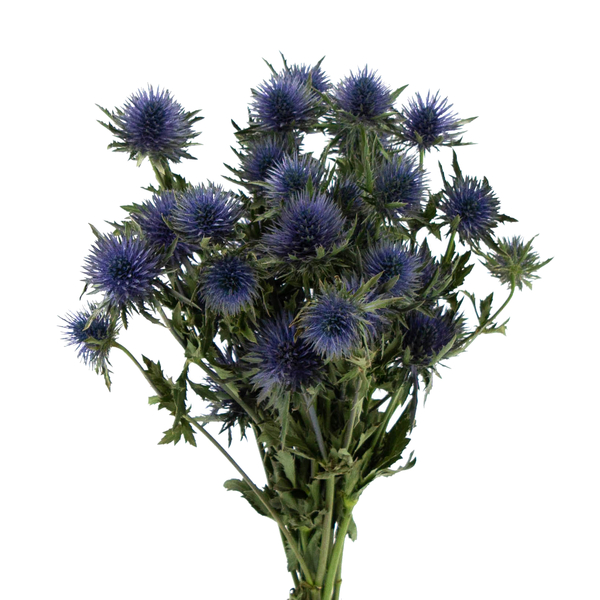 ERYNGIUM AZUL