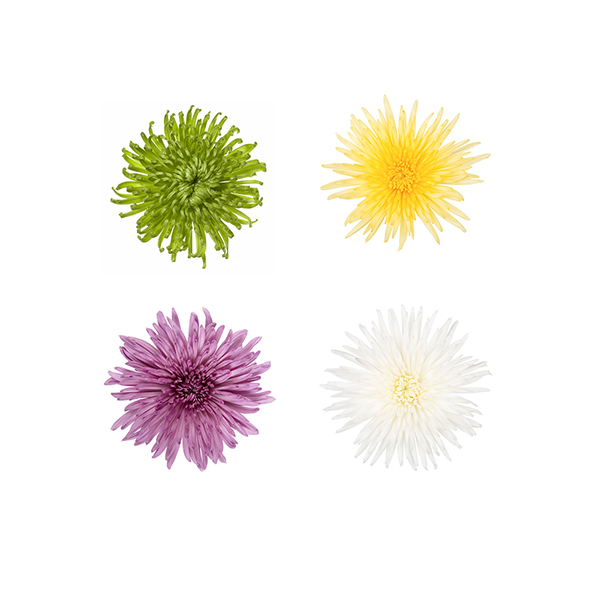 CRISANTEMO ANASTASIA MIXTO