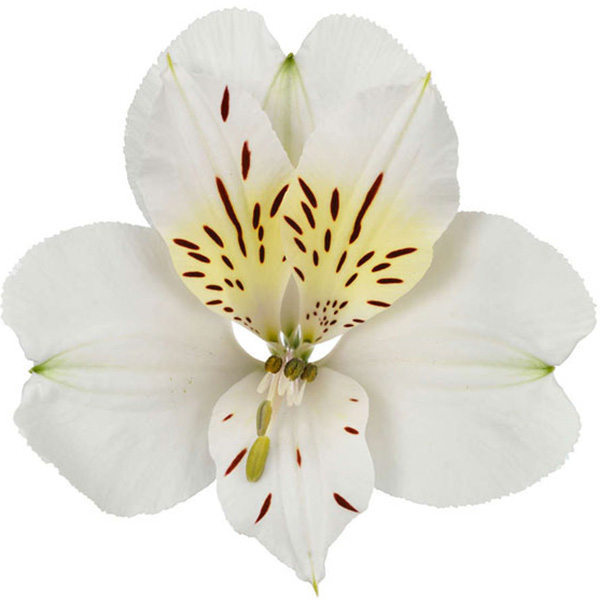 ALSTROEMERIA PREMIUM BLANCA