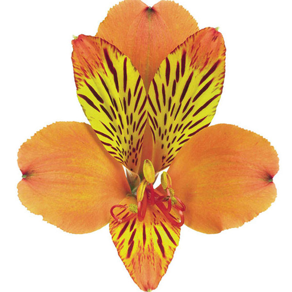 ALSTROEMERIA PREMIUM NARANJA