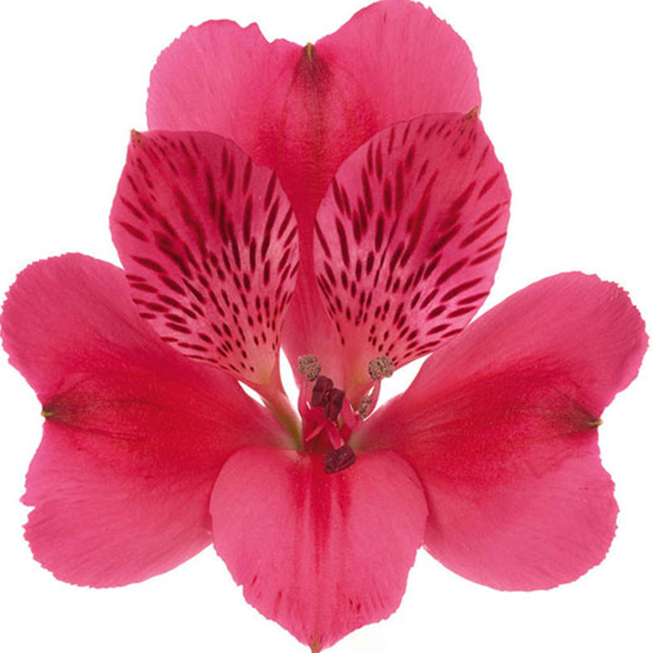 ALSTROEMERIA PREMIUM FUCSIA