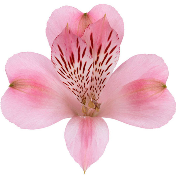 ALSTROEMERIA SUPER SELECT ROSA