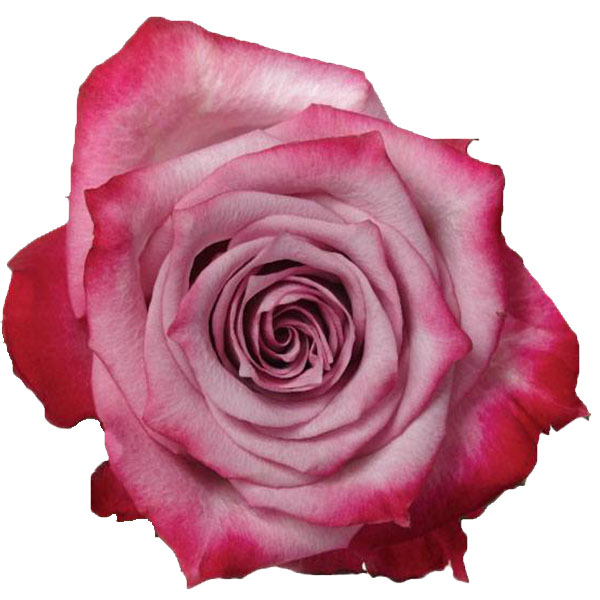 ROSA DEEP PURPLE 60 CM.